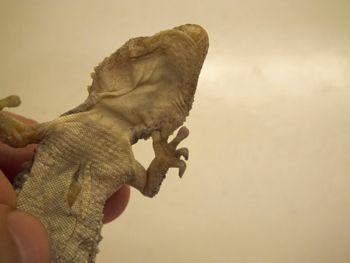 Media type: image;   Herpetology R-183771
